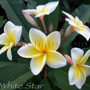 Plumeria rubra WHITE-STAR
