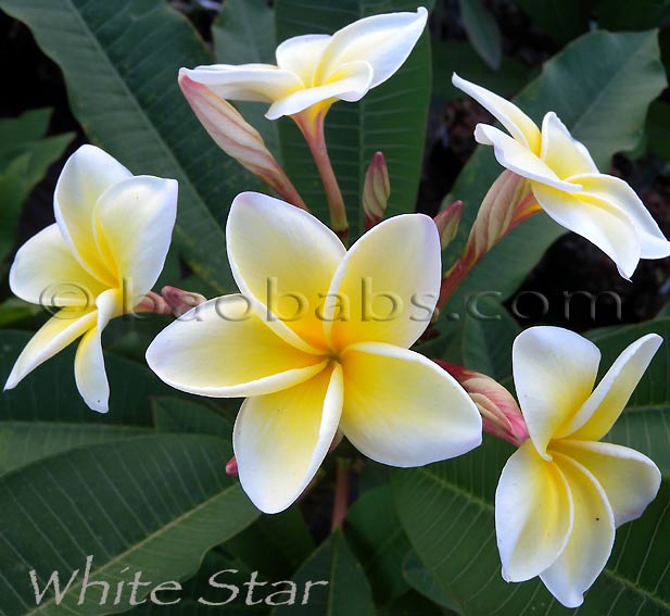 Plumeria rubra WHITE-STAR